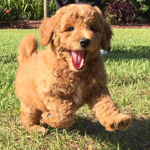Red Goldendoodle Puppy
