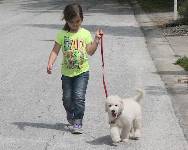 Goldendoodle Puppies at Boot Camp by Moss Creek Goldendoodles