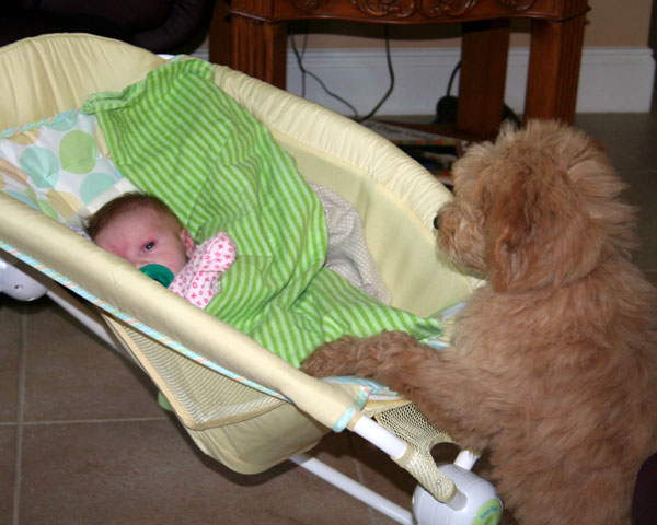 Goldendoodle Puppies at Boot Camp by Moss Creek Goldendoodles