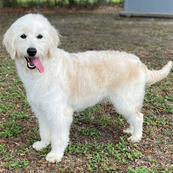 F1 English Small Goldendoodle