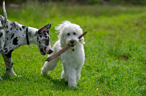 Goldendoodle Playing Stick
