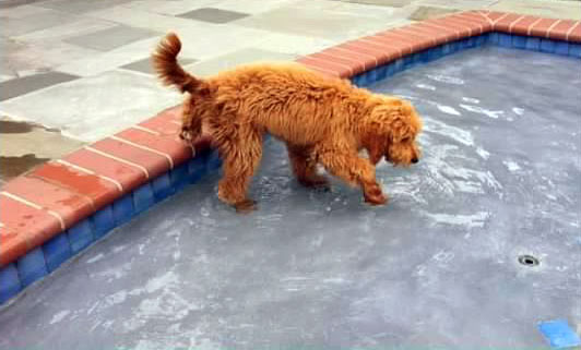 mini goldendoodle in swimming pool