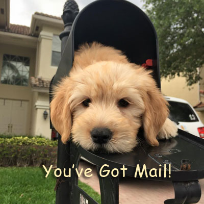 English Goldendoodle Puppies in Florida