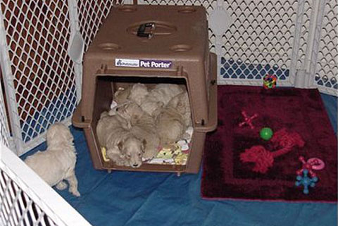 Crate Training at Moss Creek Goldendoodles