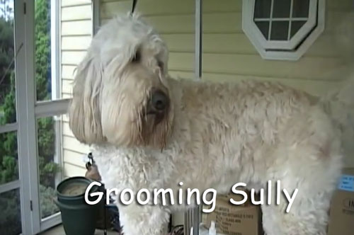 Sully Getting Groomed