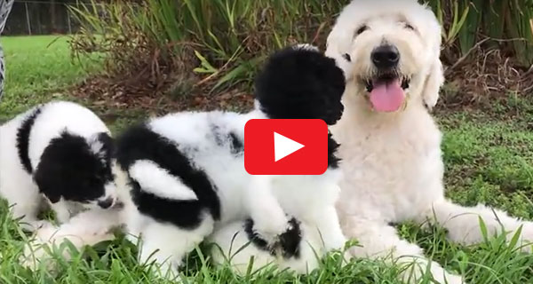 Moss Creek Puppy Video