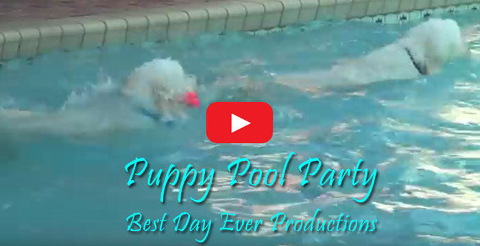 Moss Creek Goldendoodles Puppy Pool Party Video