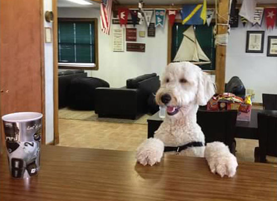 Sayler Therapy Goldendoodle at Safe Harbor