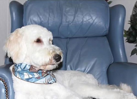 Sayler Therapy Goldendoodle at Safe Harbor
