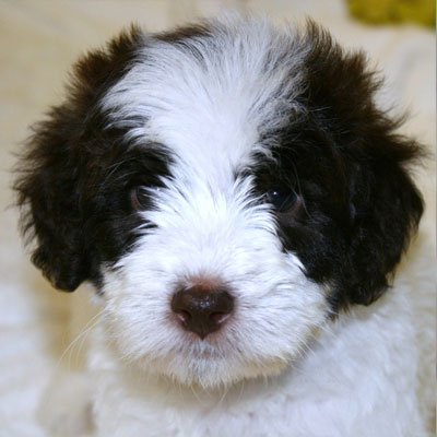 English Chocolate and White Parti Goldendoodles