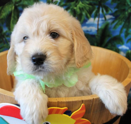 English Goldendoodle Puppies - Weekly Photos