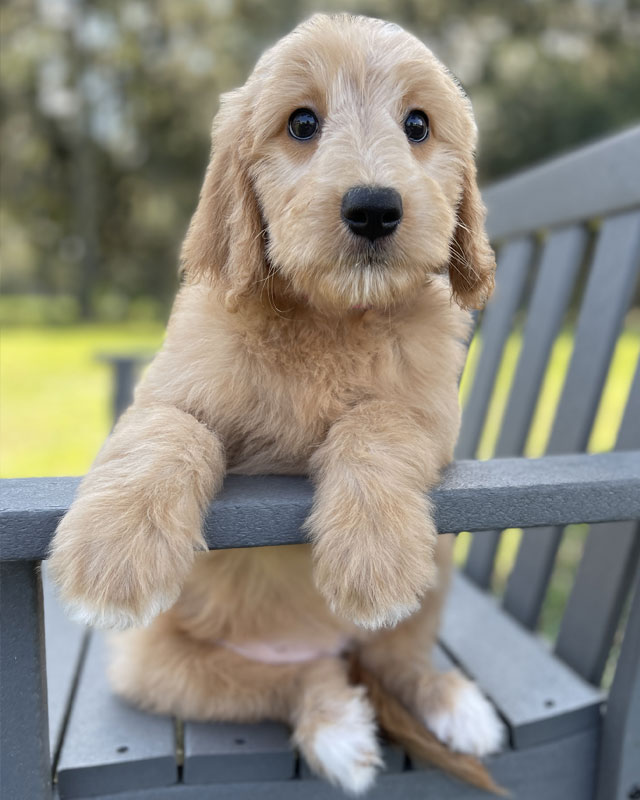 Available Goldendoodle Puppies From Moss Creek Goldendoodles In Florida ...