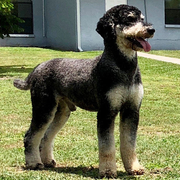 Deacon - Moss Creek Goldendoodle Sire