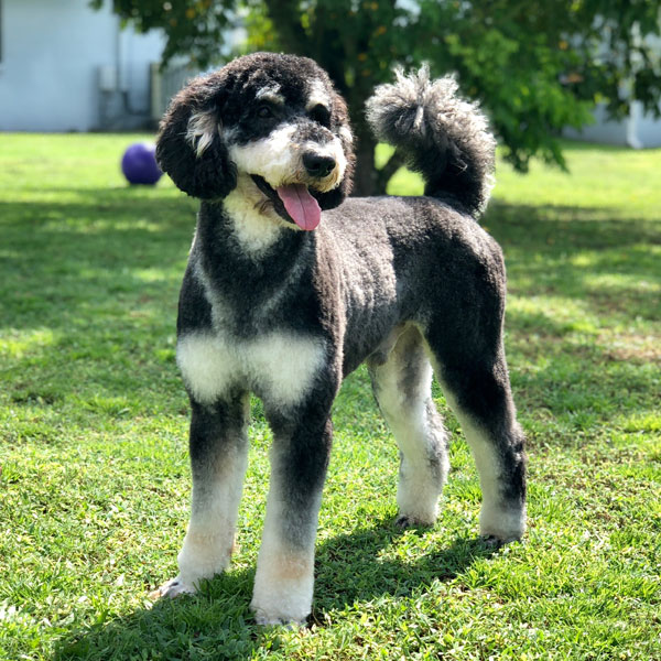 Deacon - Moss Creek Goldendoodle Sire