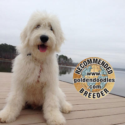 English Goldendoodle Recommended Breeder in Florida