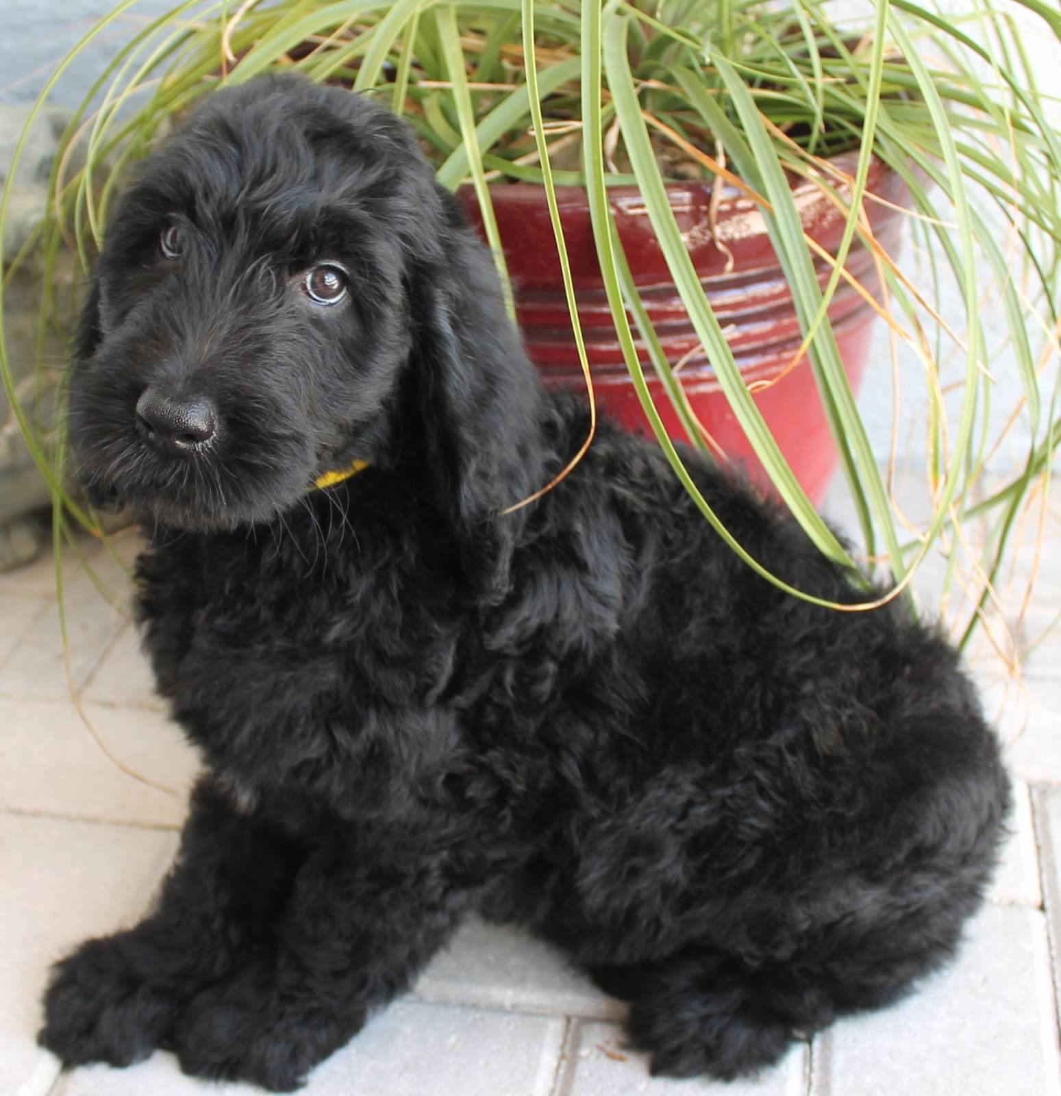 chocolate goldendoodle puppies for sale