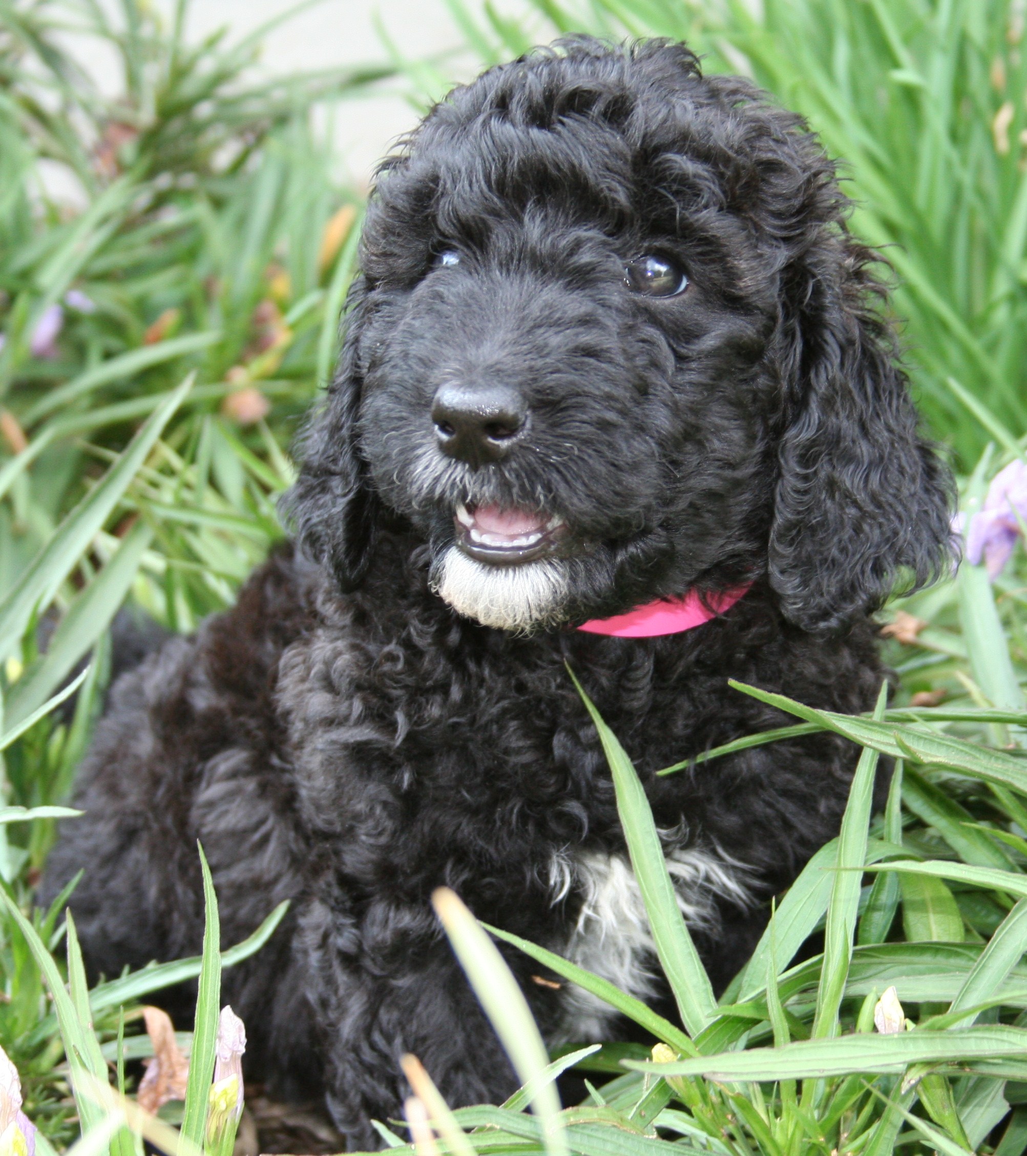 Goldendoodle Puppy Colors by Moss Creek Goldendoodles in ...