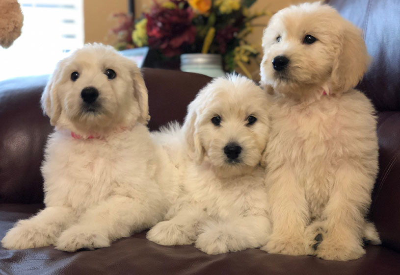 Goldendoodle Puppies by Moss Creek Doodles