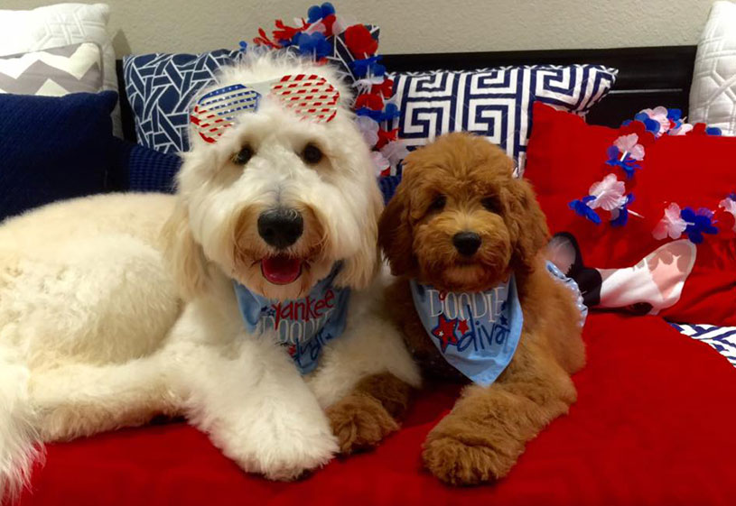Goldendoodle Puppies by Moss Creek Doodles