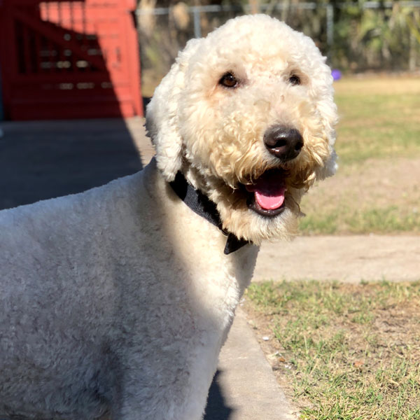 riley - Moss Creek Goldendoodle Sire