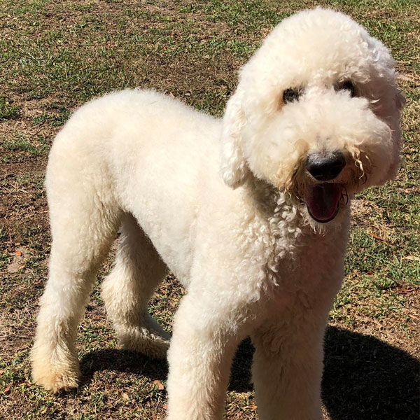 Riley - Moss Creek Goldendoodle Sire