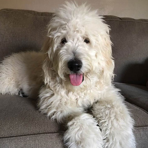 Riley - Dad of Goldendoodle Puppies by Moss Creek Goldendoodles in Florida