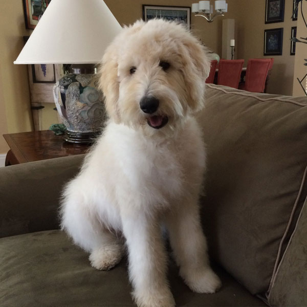 Riley - Dad of Goldendoodle Puppies by Moss Creek Goldendoodles in Florida