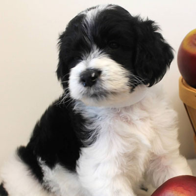 black and white parti goldendoodle