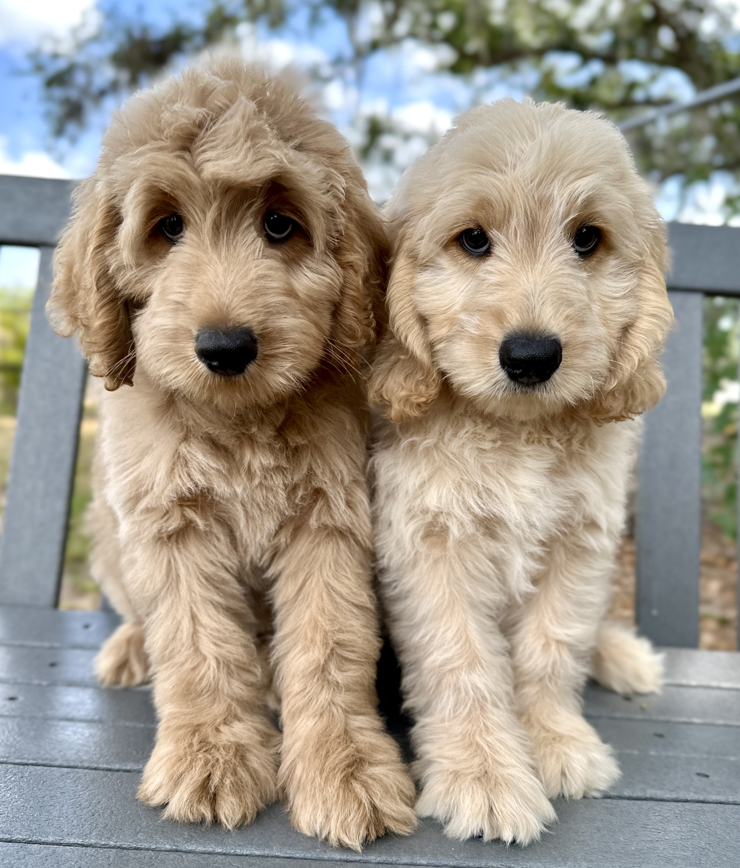 F1B English Smedium Babies